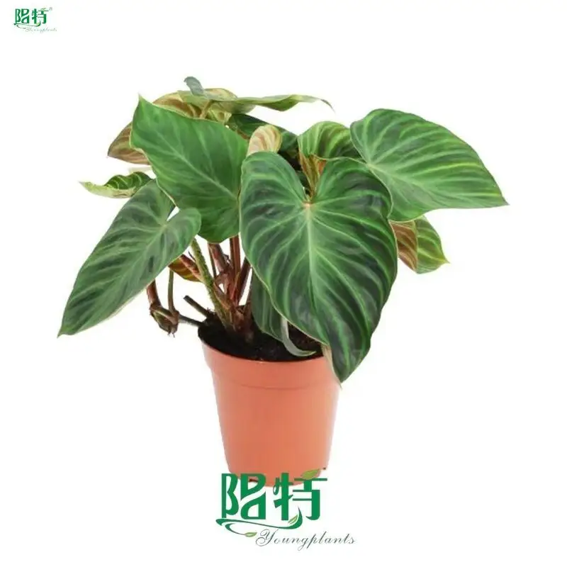 side products at Wholesale Prices | Youngplants 1
