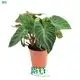 side products at Wholesale Prices | Youngplants 1