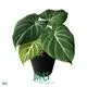 Custom gloriosum seedling  Manufacturer | Youngplants 1