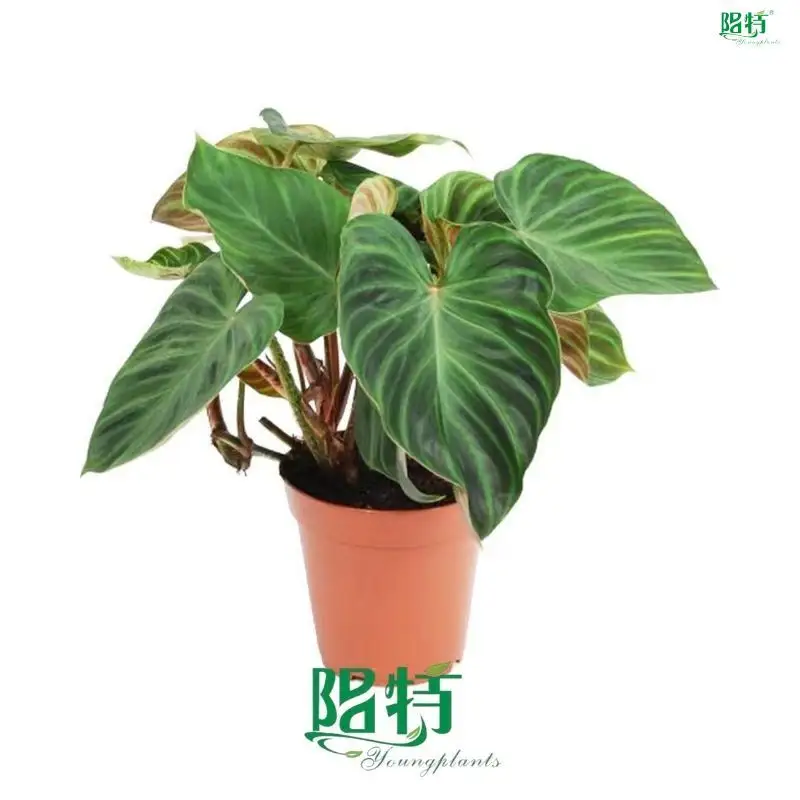 Youngplants |  philodendron selloum seedling  1