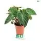 Youngplants |  philodendron selloum seedling  1