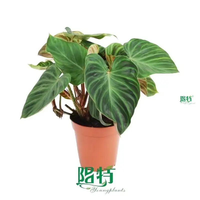  foliage plants  | Youngplants 1