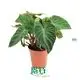 foliage plants  | Youngplants 1