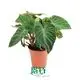 Youngplants |  buy philodendron 1 1