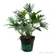 Hot-Sale Xanthosoma Manufacturers | Youngplants 1