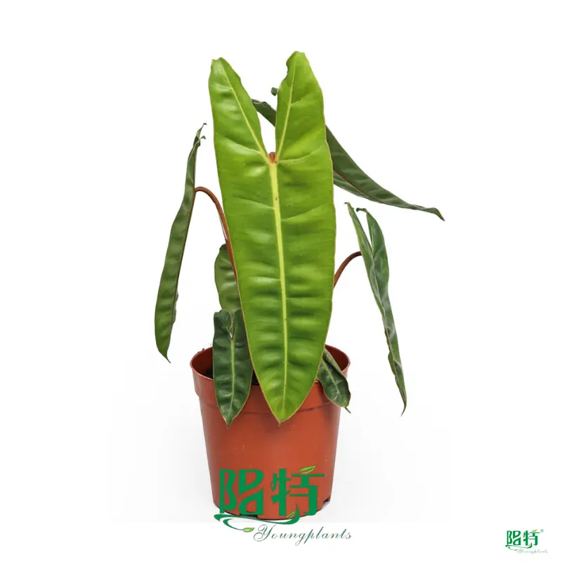 Philodendron Billietiae - In Vitro Indoor Plant, Light & Temperature Care, Young Plants Manufacturer 1