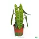Philodendron Billietiae - In Vitro Indoor Plant, Light & Temperature Care, Young Plants Manufacturer 1