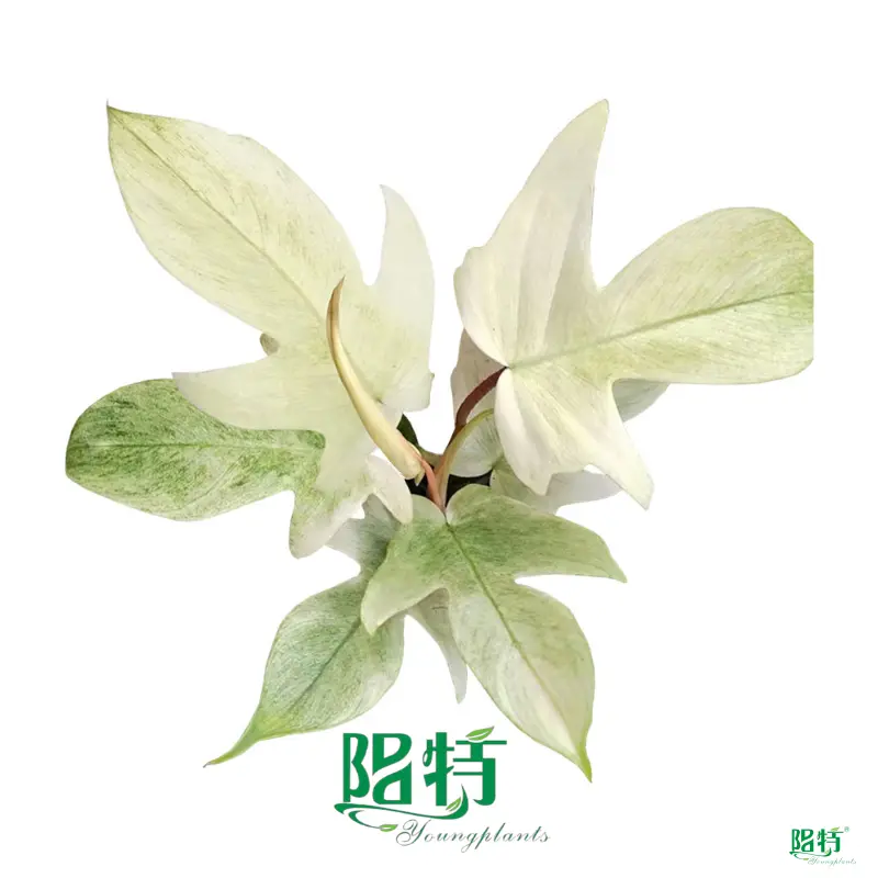 Youngplants | Top philodendron selloum seedling Supply 1