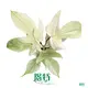 Youngplants | Top philodendron selloum seedling Supply 1