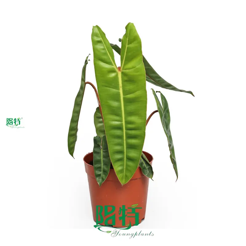Custom gloriosum seedling Supply Manufacturer | Youngplants 1