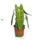 Custom gloriosum seedling Supply Manufacturer | Youngplants 1
