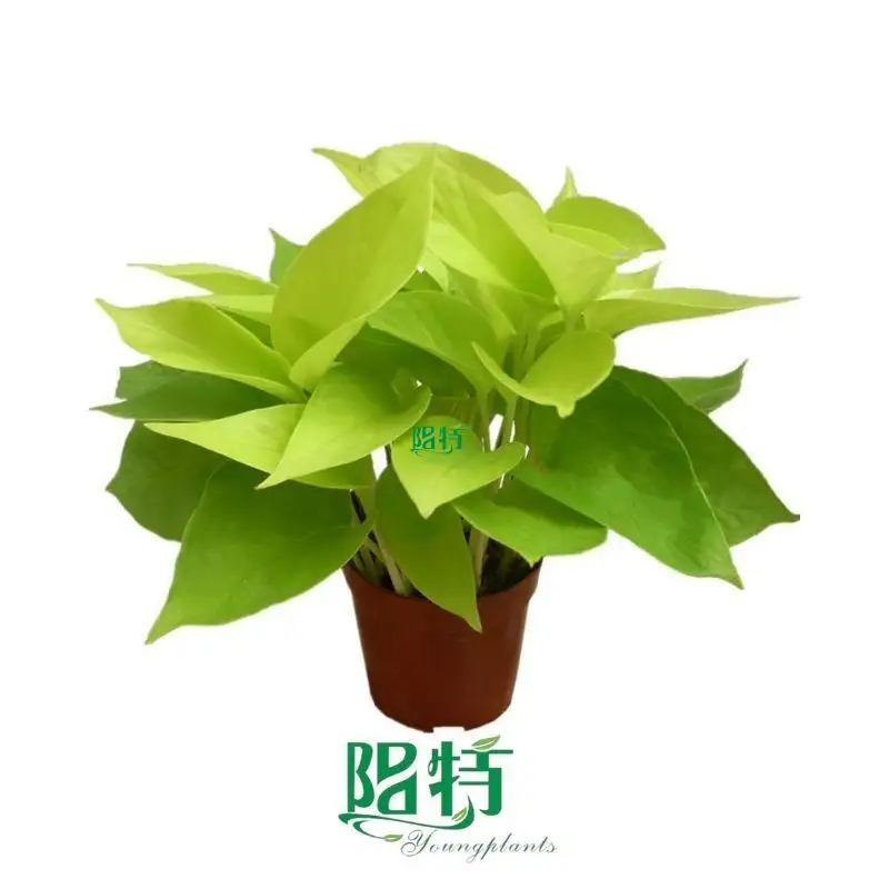 Custom side products Manufacturers Manufacturer | Youngplants 1