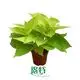 Custom side products Manufacturers Manufacturer | Youngplants 1