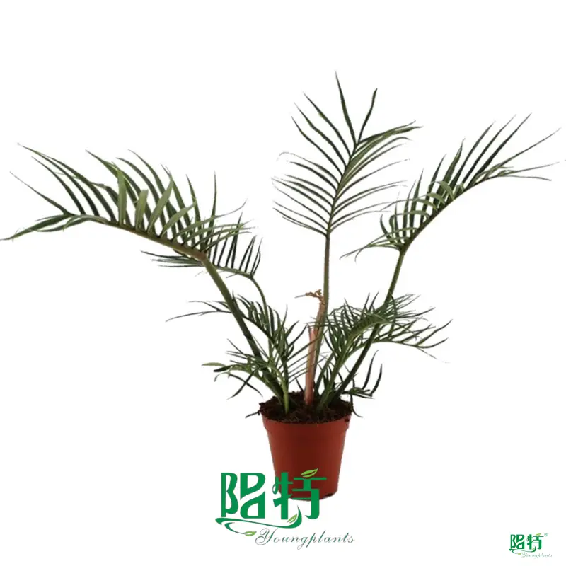 plant plugs at Wholesale Prices | Youngplants 1