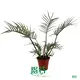 plant plugs at Wholesale Prices | Youngplants 1