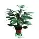 Custom varieties of pothos  Manufacturer | Youngplants 1