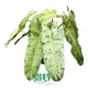 Youngplants | Wholesale pink princess seedling Suppliers 1