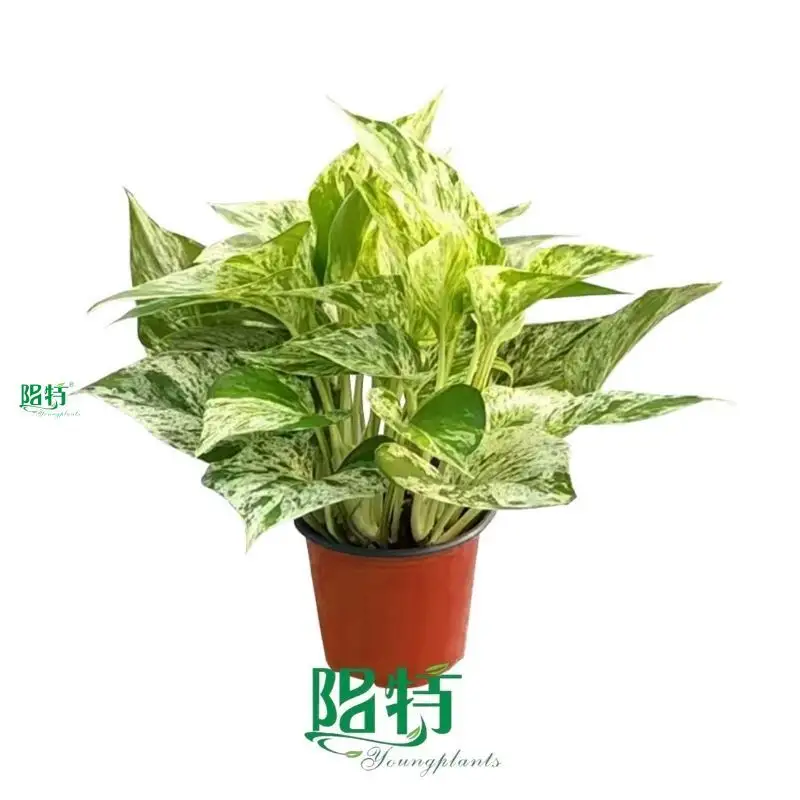 Youngplants |  epipremnum aureum flower  1