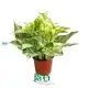 Youngplants |  epipremnum aureum flower  1