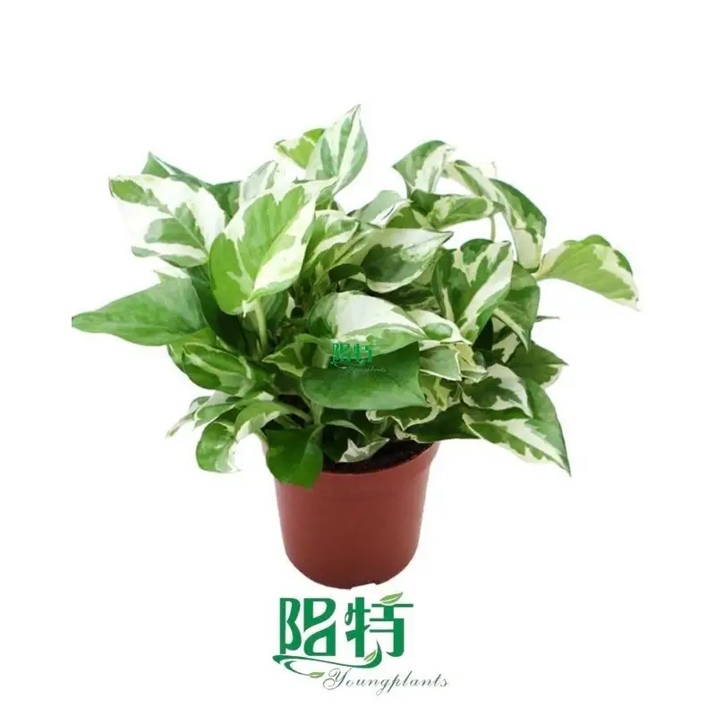 Custom pothos plant varieties  Manufacturer | Youngplants 1