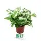 Custom pothos plant varieties  Manufacturer | Youngplants 1