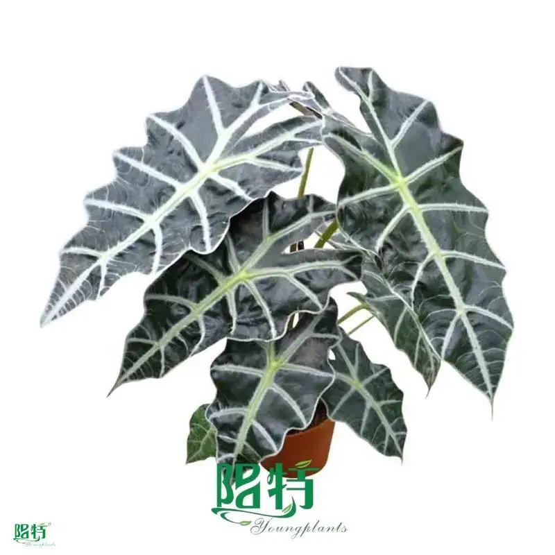 alocasia macrorrhizos at Wholesale Prices | Youngplants1 1