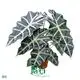 alocasia macrorrhizos at Wholesale Prices | Youngplants1 1