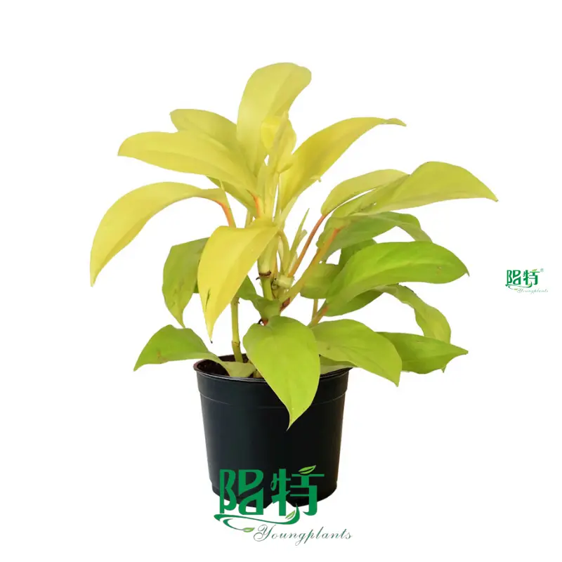 alocasia at Wholesale Prices | Youngplants1 1