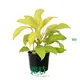 alocasia at Wholesale Prices | Youngplants1 1