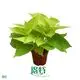  scindapsus aureus pothos  | Youngplants 1
