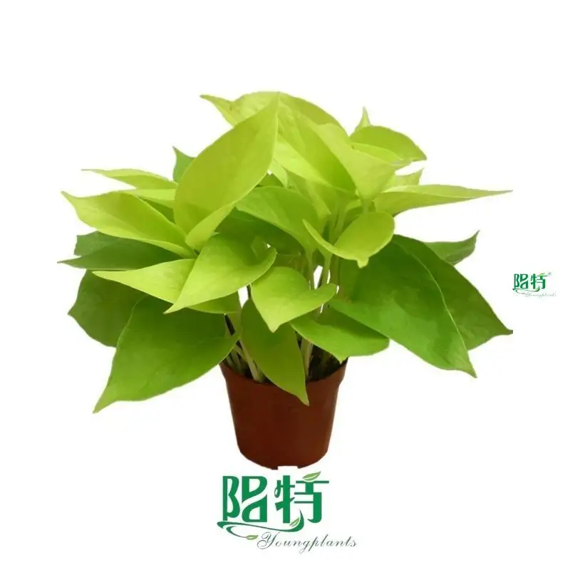 Custom scindapsus aureus money plant  Manufacturer | Youngplants 1