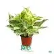  epipremnum pinnatum  | Youngplants 1