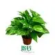 Custom pothos plant varieties  Manufacturer | Youngplants1 1