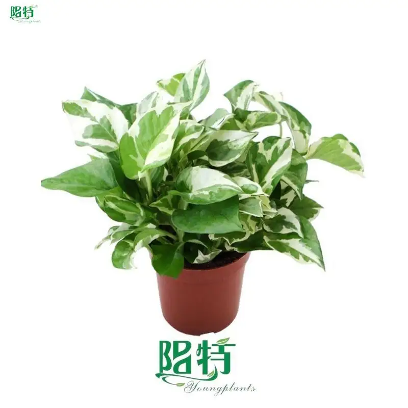 Youngplants |  pothos plant varieties  1