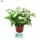 Youngplants |  pothos plant varieties  1