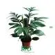 Custom money plant species  Manufacturer | Youngplants 1