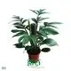 Youngplants |  money plant epipremnum aureum  1