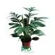  epipremnum aureum flower  | Youngplants 1