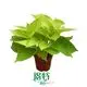 Youngplants |  scindapsus aureus pothos  1