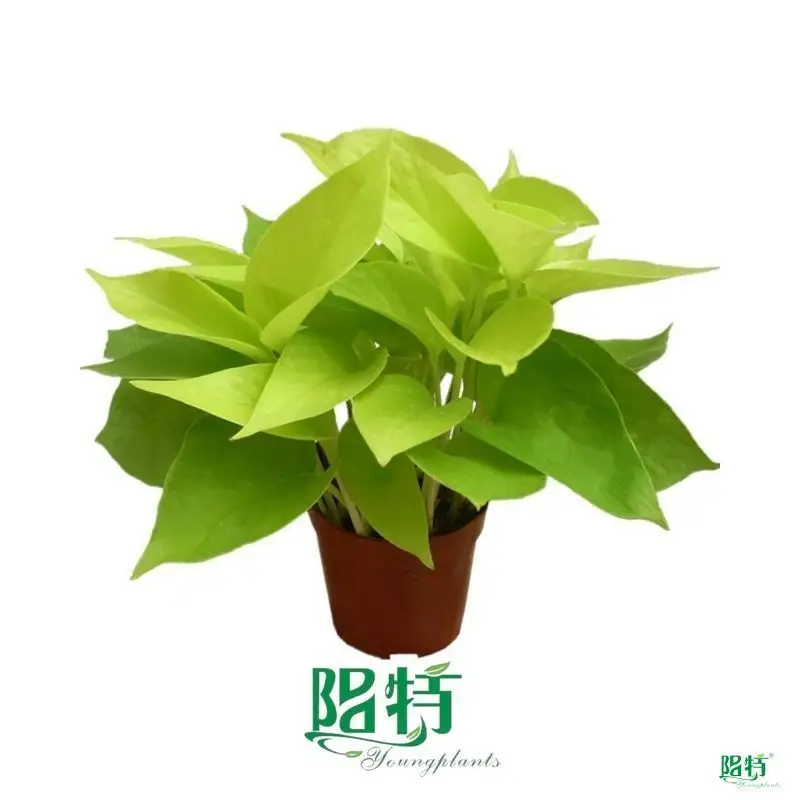 epipremnum pinnatum aureum at Wholesale Prices | Youngplants 1