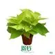 epipremnum pinnatum aureum at Wholesale Prices | Youngplants 1