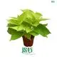 Custom epipremnum aureum flower  Manufacturer | Youngplants 1