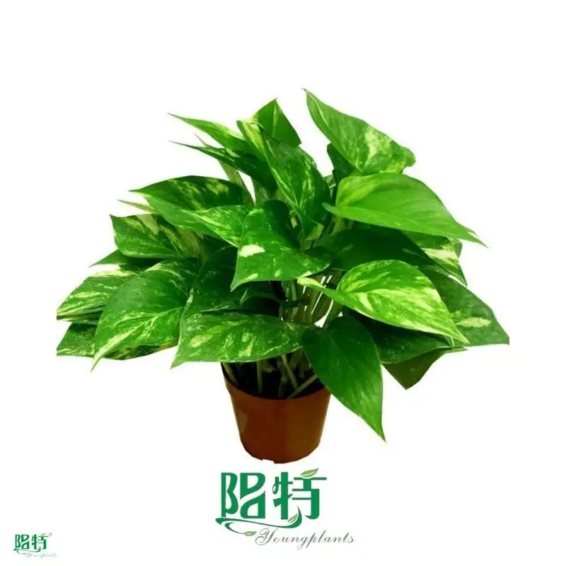 Custom pothos species  Manufacturer | Youngplants 1
