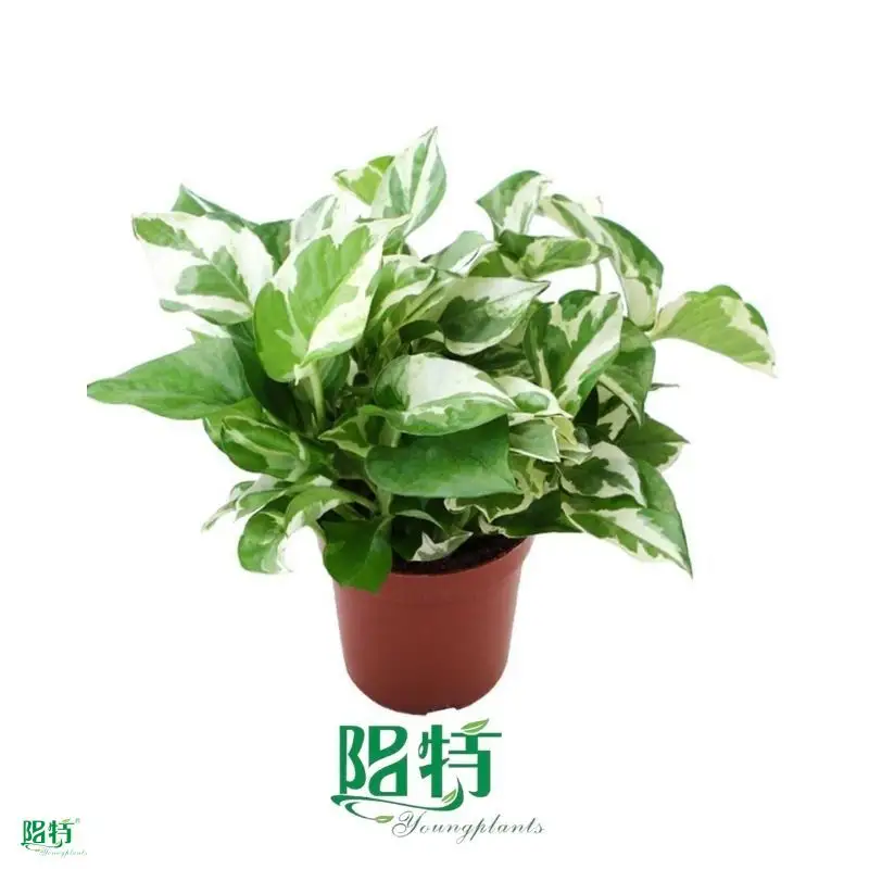 pothos plant varieties at Wholesale Prices | Youngplants 1