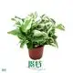 pothos plant varieties at Wholesale Prices | Youngplants 1