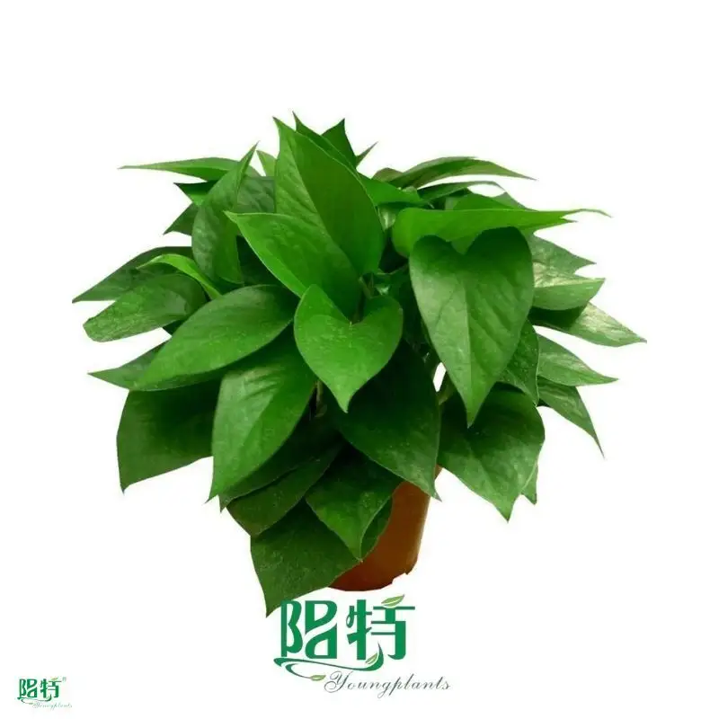 Custom scindapsus aureum  Manufacturer | Youngplants 1