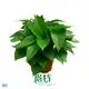 Custom scindapsus aureum  Manufacturer | Youngplants 1