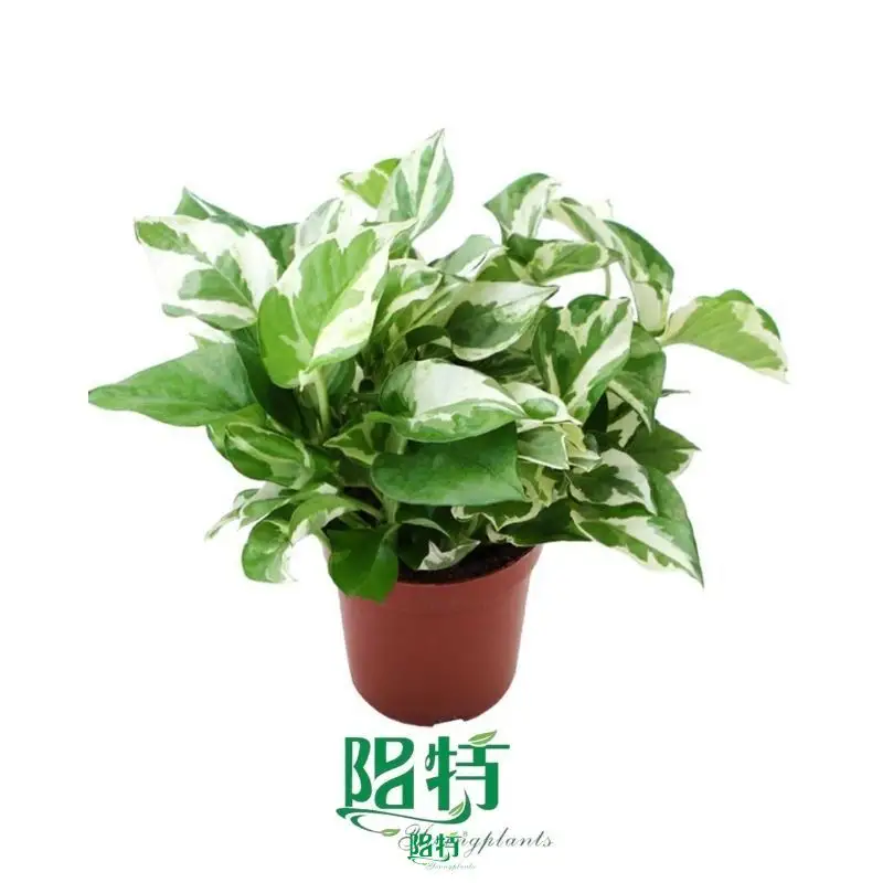  epipremnum pinnatum care  | Youngplants 1