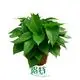 Youngplants |  epipremnum pinnatum care  1