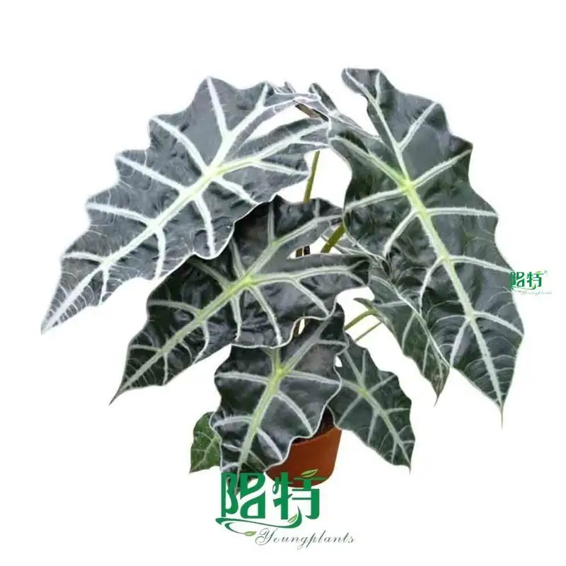 Youngplants |  alocasia calidora  1